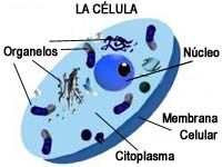 CELULAS es la unidad morfológica y funcional de todo ser vivo.