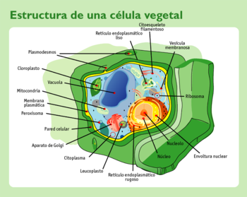 CELULAS es la unidad morfológica y funcional de todo ser vivo.