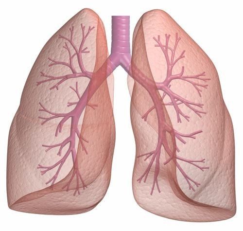 ASPECTOS ANATOMO-FISIOLÓGICOS DEL APARATO RESPIRATORIO