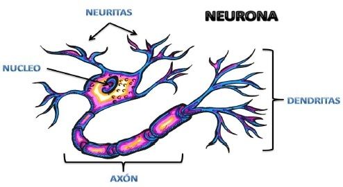 Mapa Mental Bases Biológicas de la Conducta Jhonier López