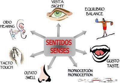 Mapa Mental Bases Biológicas de la Conducta Jhonier López