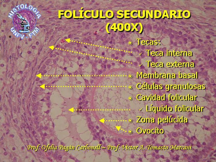 sistema reproductor femenino
