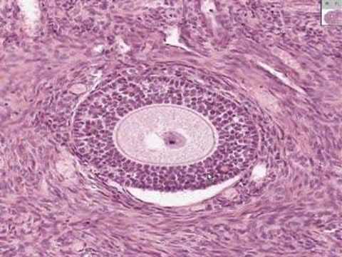 sistema reproductor femenino