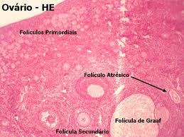 sistema reproductor femenino