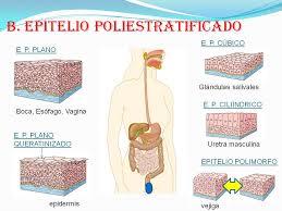 tejido epitelial y sus raices