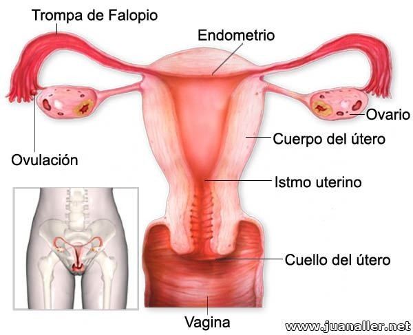 sistema reproductor femenino