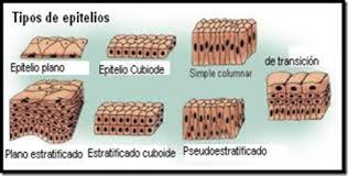tejido epitelial y sus raices