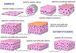 tejido epitelial y sus raices