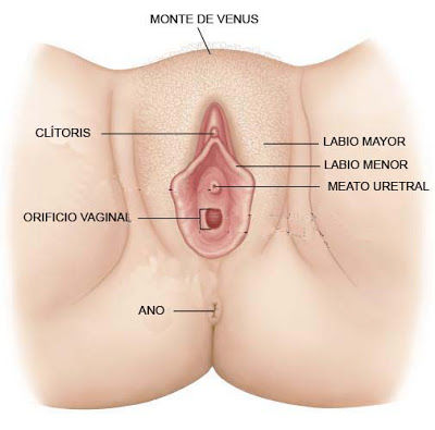 HISTOLOGIA DE SISTEMA REPRODUCTOR FEMENINO