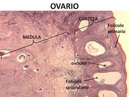 HISTOLOGIA DE SISTEMA REPRODUCTOR FEMENINO