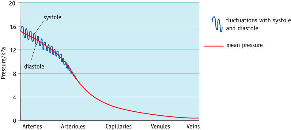 Biology - Risk of Cardiovascular Disease 1