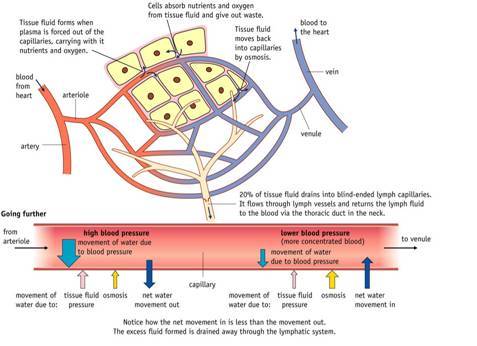 Biology - Risk of Cardiovascular Disease 1