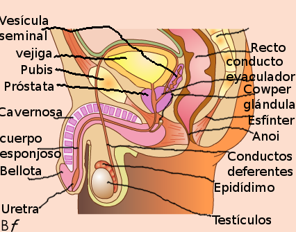 Histología Sistema Reproductor Masculino