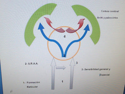 teoría de los sistemas funcionales de Luria