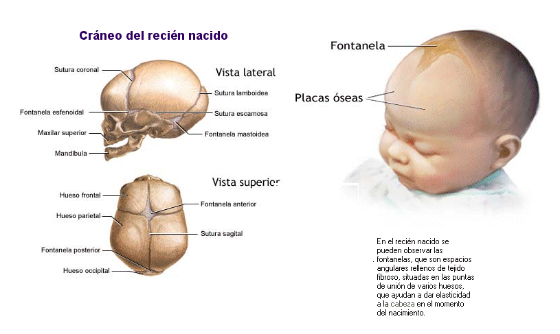 HUESOS DE LA CABEZA Y DEL CRANEO