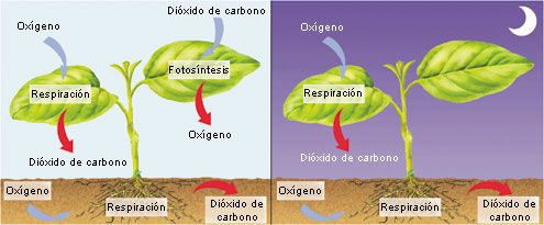Nutrición plantas