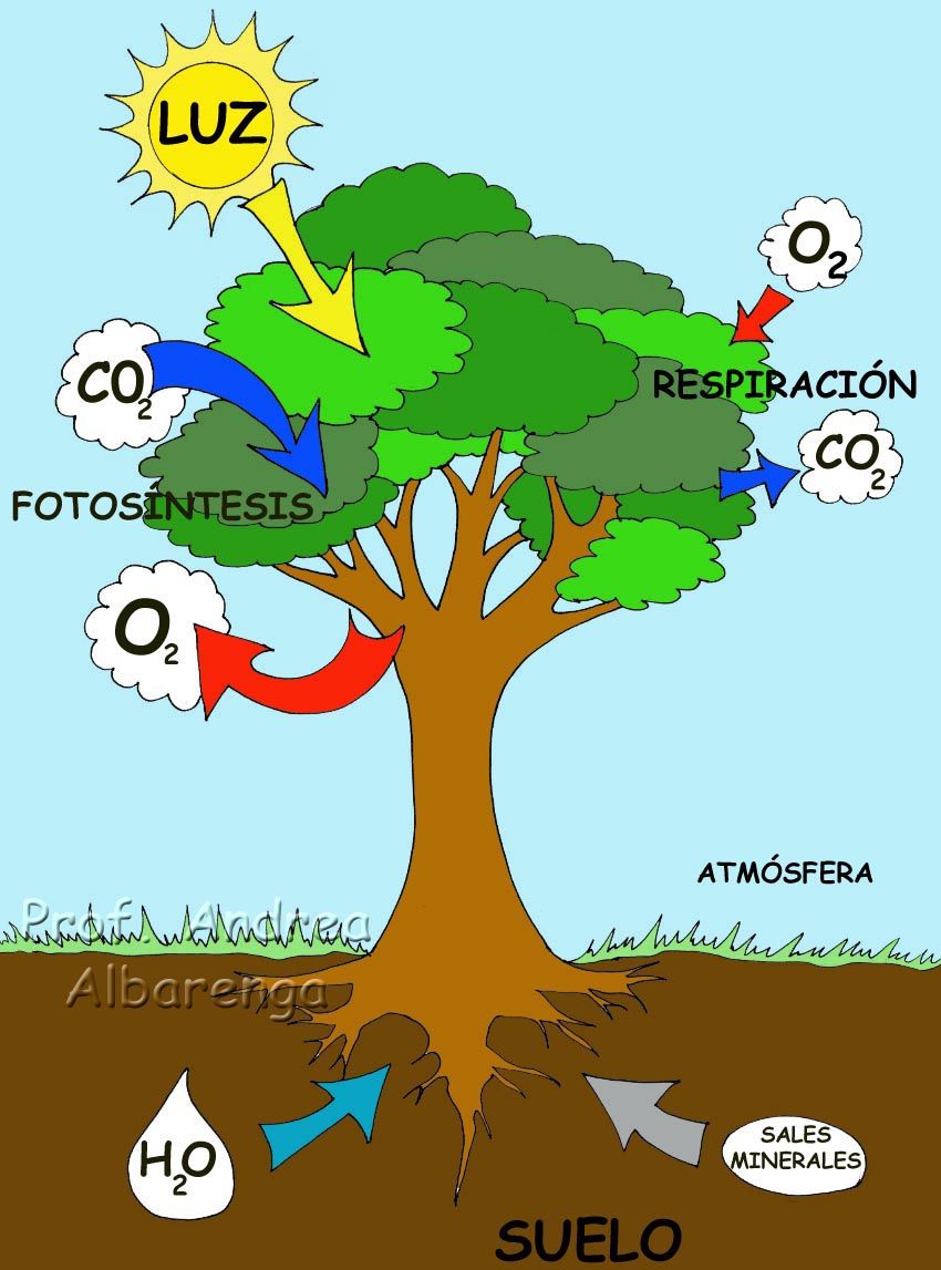 Nutrición plantas