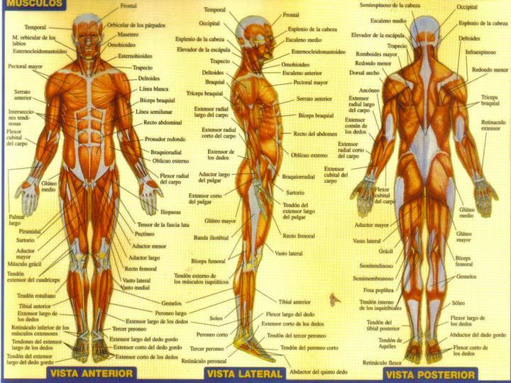 T. 11 SISTEMA MUSCULAR 600 mús. 40-50% peso corporal