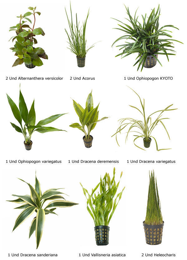 LAS PLANTAS