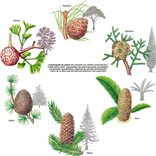 GRUPOS DE PLANTAS