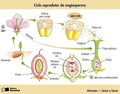 GRUPOS DE PLANTAS