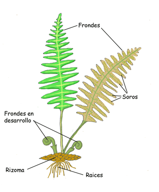 GRUPOS DE PLANTAS