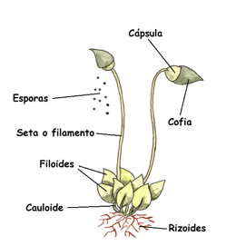 GRUPOS DE PLANTAS