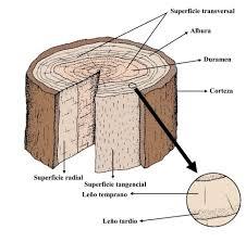 MANUAL LA CONSTRUCCION DE VIVIENDAS EN MADERA