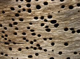 MANUAL LA CONSTRUCCION DE VIVIENDAS EN MADERA