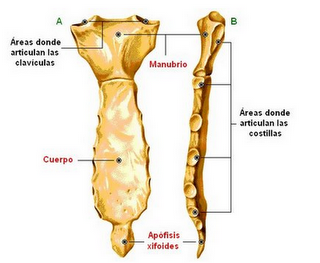 CAVIDAD TORÁCICA, MEDIASTINO Y SACO PERICÁRDICO