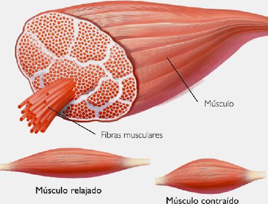 MÚSCULOS Y TIPOS DE CONTRACCIONES
