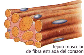 Tipos de músculos y contracciones