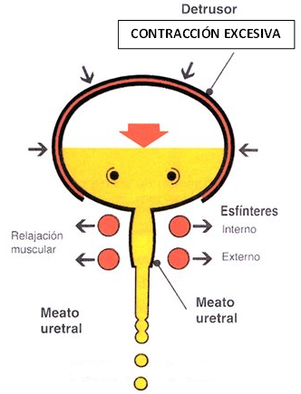 Tipos de músculos y contracciones