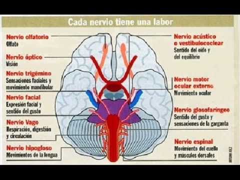 PSICOFISIOLOGIA