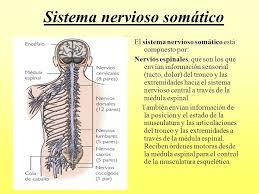 psicofisiologia (neurociencia cognitiva)