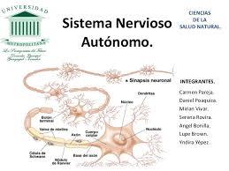 psicofisiologia (neurociencia cognitiva)