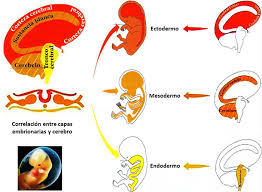 psicofisiologia (neurociencia cognitiva)