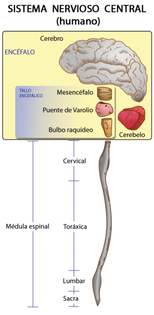 DESARROLLO HISTÓRICO DE LA PSICOFISIOLOÍA