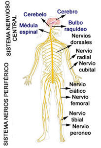 DESARROLLO HISTÓRICO DE LA PSICOFISIOLOÍA