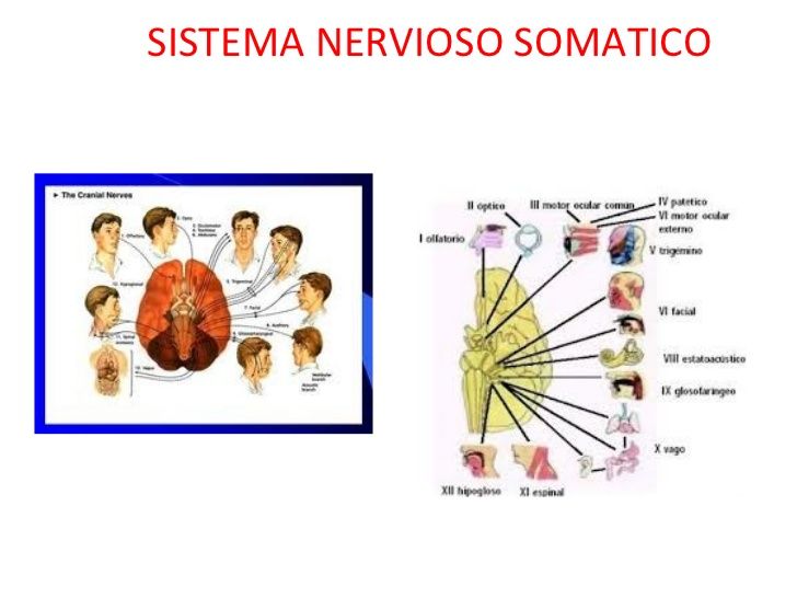 DESARROLLO HISTÓRICO DE LA PSICOFISIOLOÍA