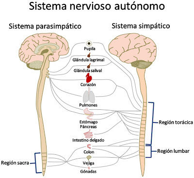 DESARROLLO HISTORICO DE LA PSICOFISIOLOGIA