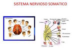 DESARROLLO HISTORICO DE LA PSICOFISIOLOGIA