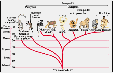 Desarrollo histórico de la Psicofisiología