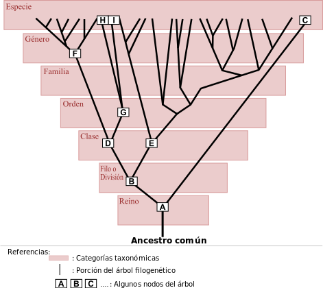 Desarrollo histórico de la Psicofisiología