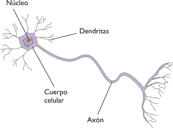 Desarrollo histórico de la Psicofisiología