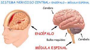 La PsicofisiológÍa estudia la conducta humana tanto normal, como anormal bajo el supuesto básico