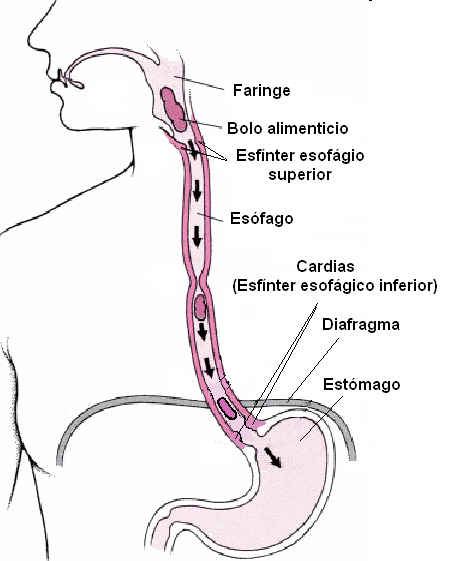 SUFIJOS, PREFIJOS Y LOCUCIONES