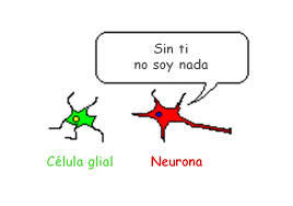 Neurociencia Cerebro y algunas de sus funciones