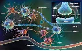 Neurociencia Cerebro y algunas de sus funciones