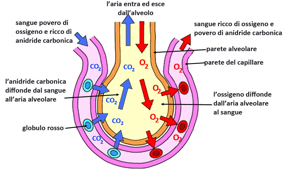 la respirazione